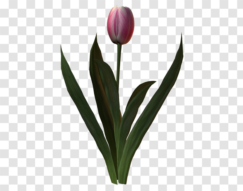 Tulip Cut Flowers Petal Plant Stem - Flower Transparent PNG