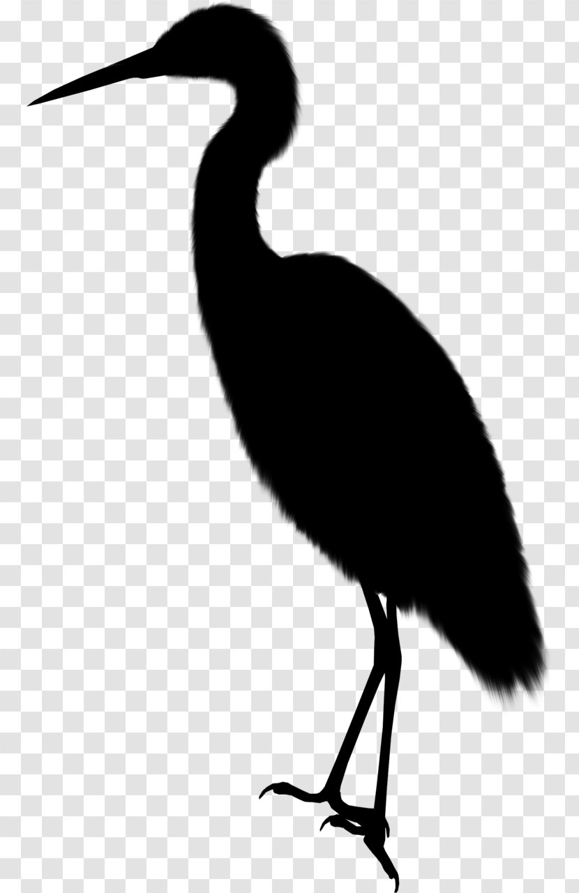 Ibis Water Bird Beak Stork - Vertebrate - Fauna Transparent PNG