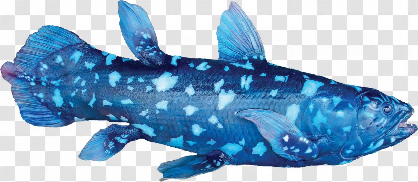 Fish West Indian Ocean Coelacanth Indonesian Living Fossil - Electric Blue - Mountain View Transparent PNG