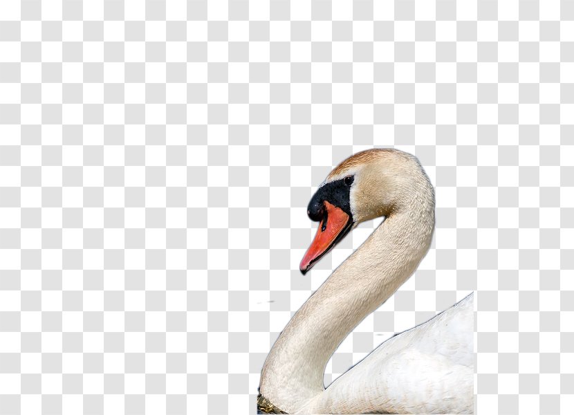 Cygnini Icon - Water Bird - Swan Head Transparent PNG