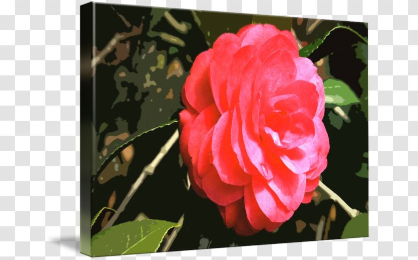 Centifolia Roses Memorial Rose Garden Rosaceae Floribunda - Camellia Border Transparent PNG