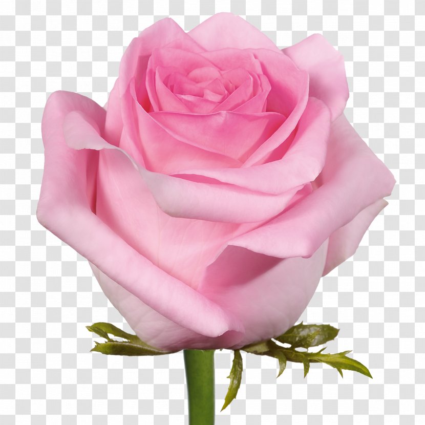 Cut-flower Roses Garden Pink - Plant Stem Transparent PNG