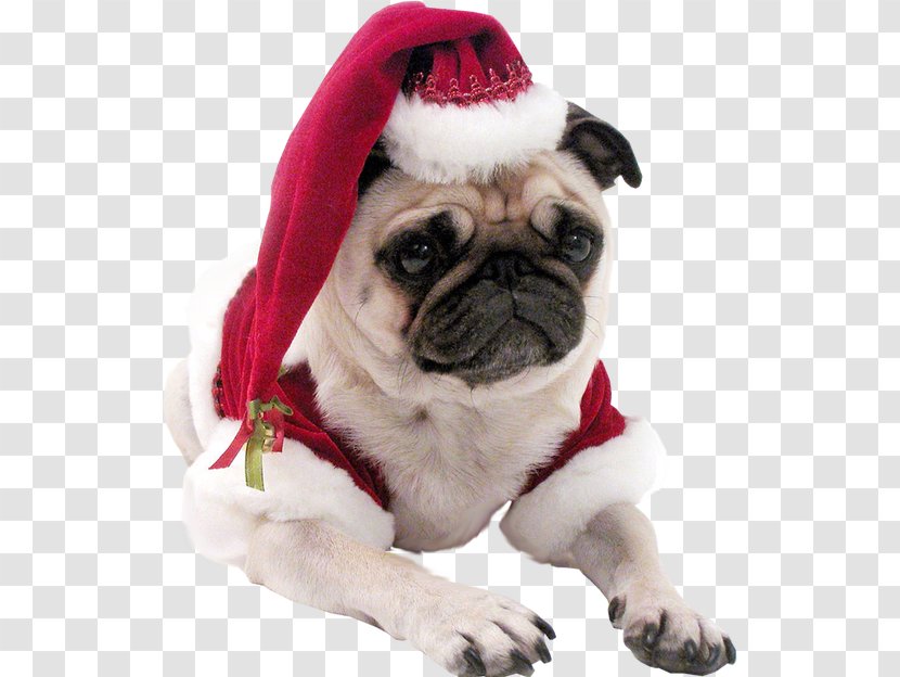 Pug Whippet Shih Tzu Puppy Christmas Transparent PNG