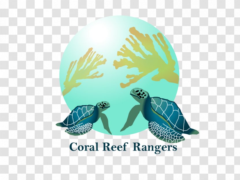 Sea Turtle Marine Biology Turquoise - Coral Reef Transparent PNG