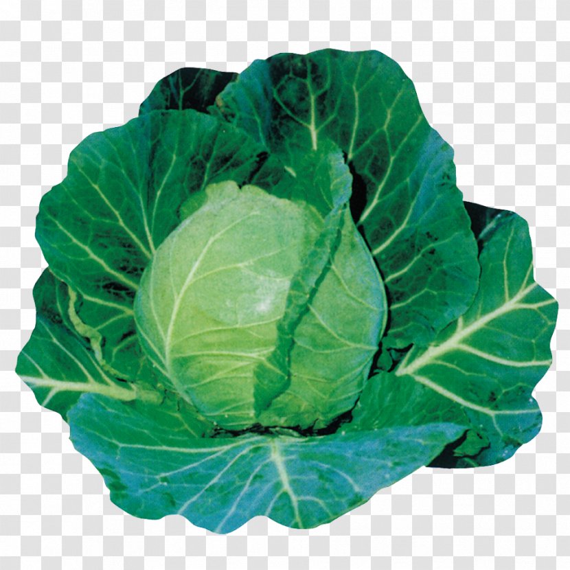 Cabbage Leaf Vegetable Spring Greens Collard Transparent PNG