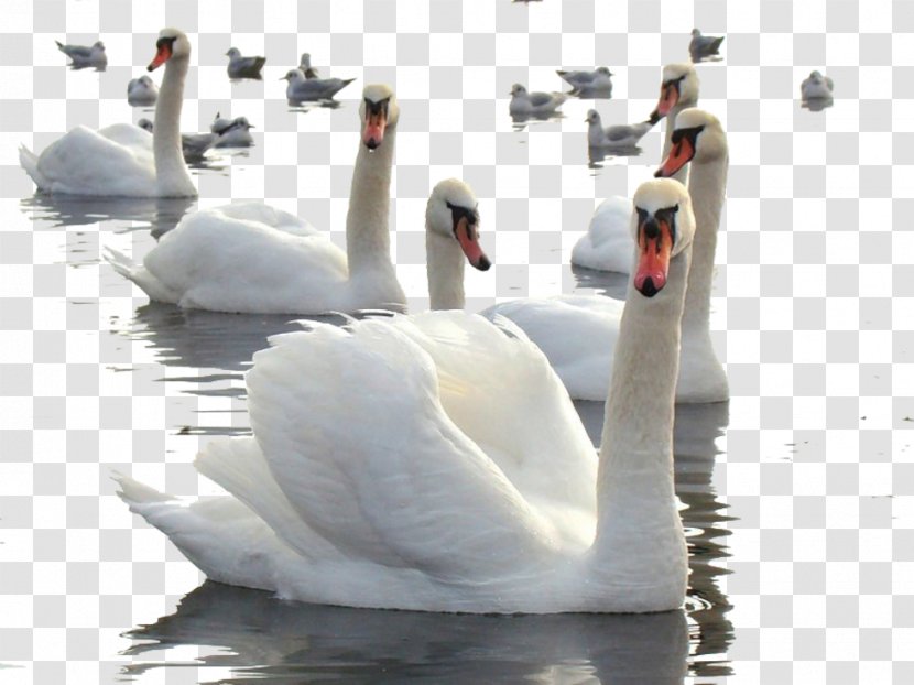 Cygnini Cisnes Y Gansos Clip Art - Bird Transparent PNG