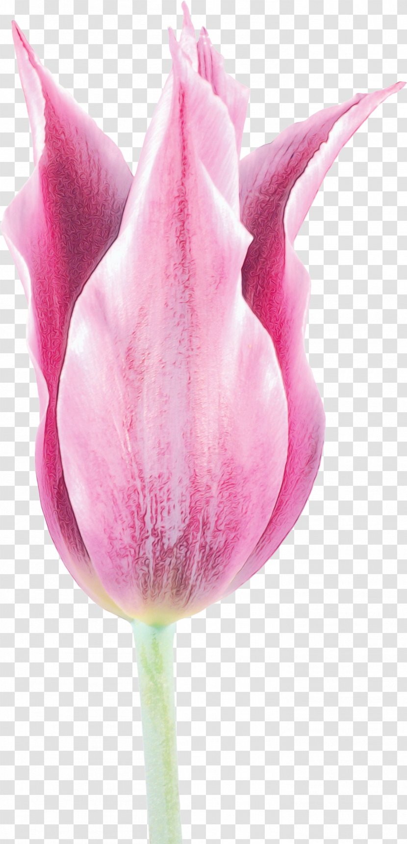 Pink Petal Tulip Flower Plant - Lily Family Bud Transparent PNG