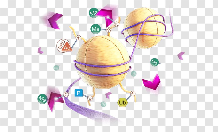 Demethylase Luciferase Chemical Reaction Assay Succinic Acid - Enzyme Transparent PNG