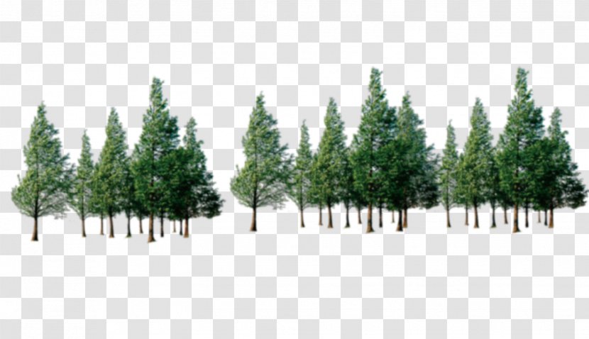 Tree Forest - Biome - Trees Transparent PNG