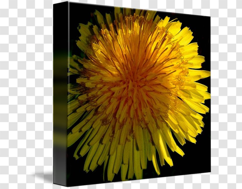 Dandelion Common Sunflower Chrysanthemum Petal - Plant Transparent PNG