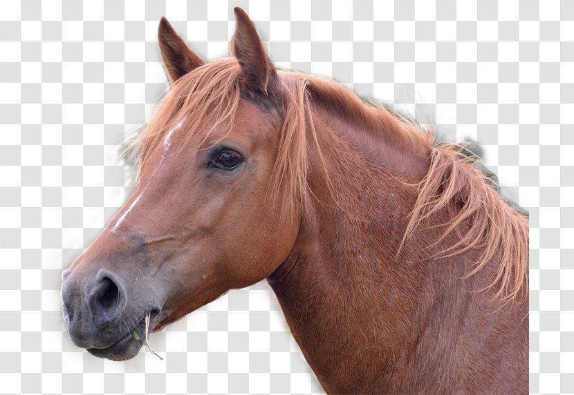 Horse Mare Equestrian Equine Herpesvirus 1 Kirkland - Sorrel - Farm Transparent PNG
