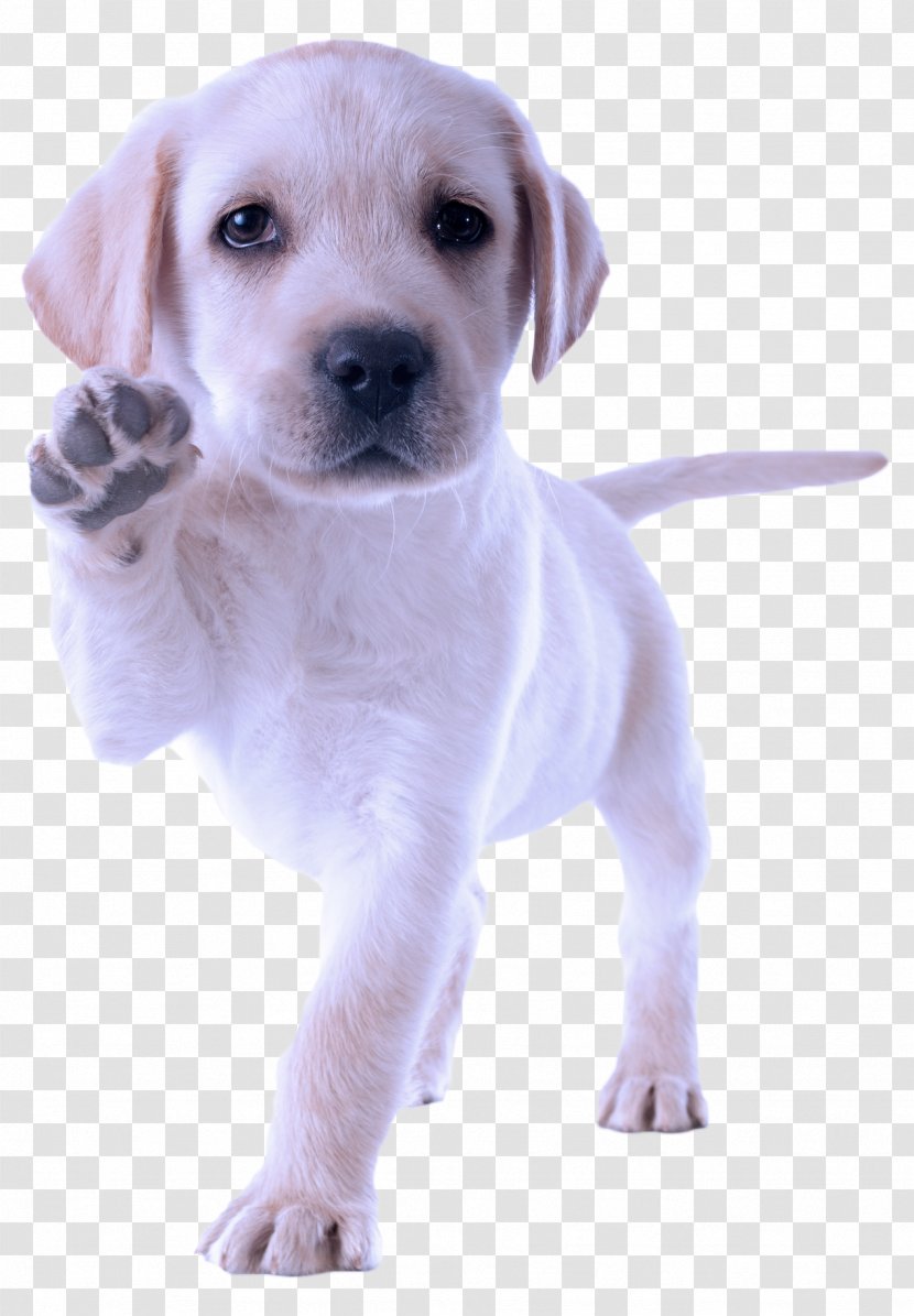 Dog Breed Puppy Labrador Retriever - Sporting Group Transparent PNG
