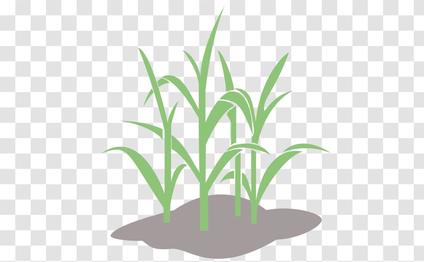 Wheat Desktop Wallpaper Image Crop - Grass Transparent PNG