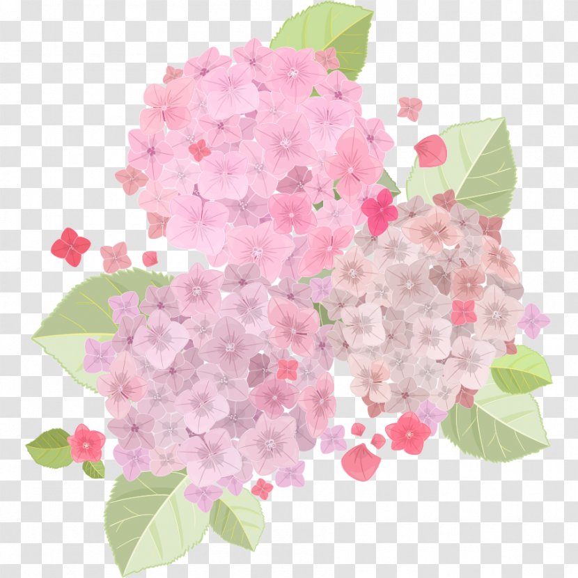 French Hydrangea Pink Flowers - Blossom - Fresh And Beautiful Light Transparent PNG