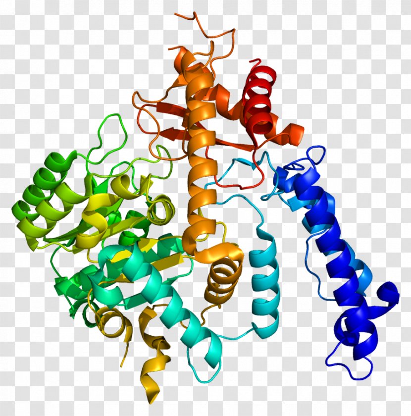 GAD2 Glutamate Decarboxylase GAD1 Glutamic Acid Protein - Carboxylyases - Junction Chemical Synapse Transparent PNG
