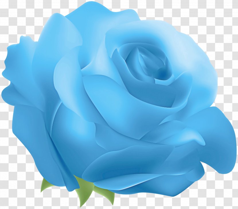 Blue Rose - Plant - Turquoise Transparent PNG