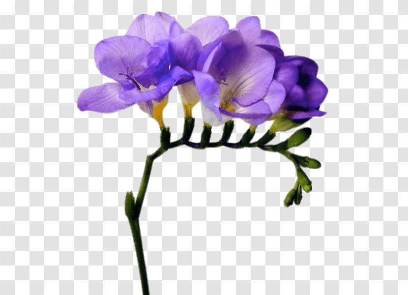Flower Bouquet White Freesia Crocus Blue Moon (20 Corms) Bulb - Botany Transparent PNG