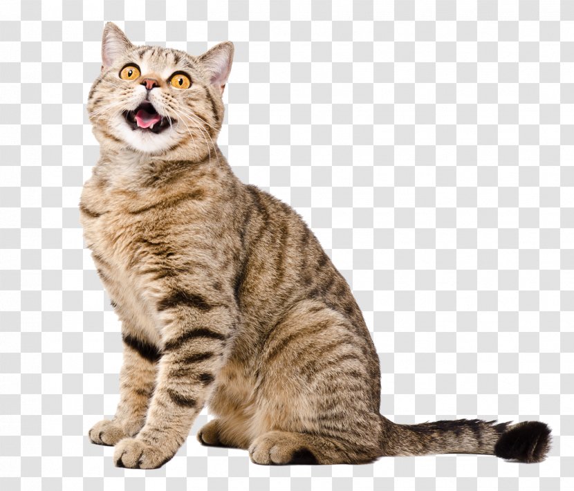 Dragon Li American Shorthair Bobtail Wirehair Malayan Cat - Carnivoran - Excellent Excuses (and Other Good Stuff) Transparent PNG
