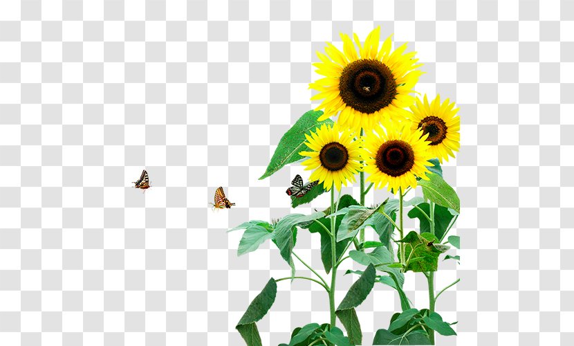 Common Sunflower Download Clip Art - Template - Pattern Transparent PNG