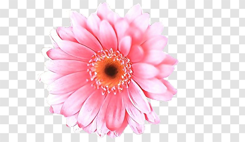 Artificial Flower - Petal - Daisy Family Transparent PNG
