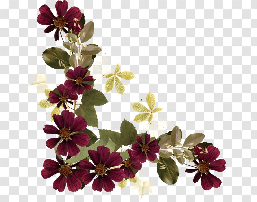Flowering Plant Magenta Violet Family - Flower Transparent PNG