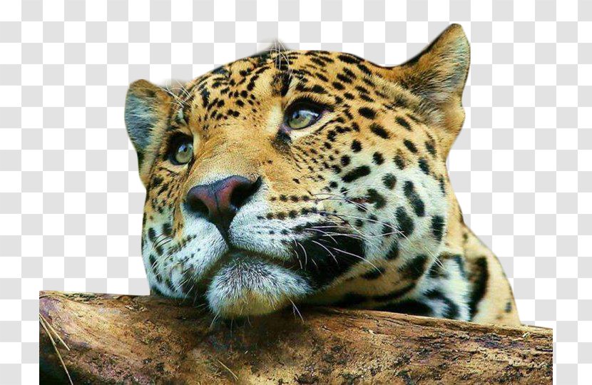 Leopard Cheetah Cat Mobile Phones Desktop Wallpaper - Snout - Elefantes Transparent PNG