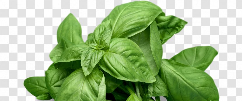Basil Herb Mints Plants - Leaf Vegetable - Growing Transparent PNG