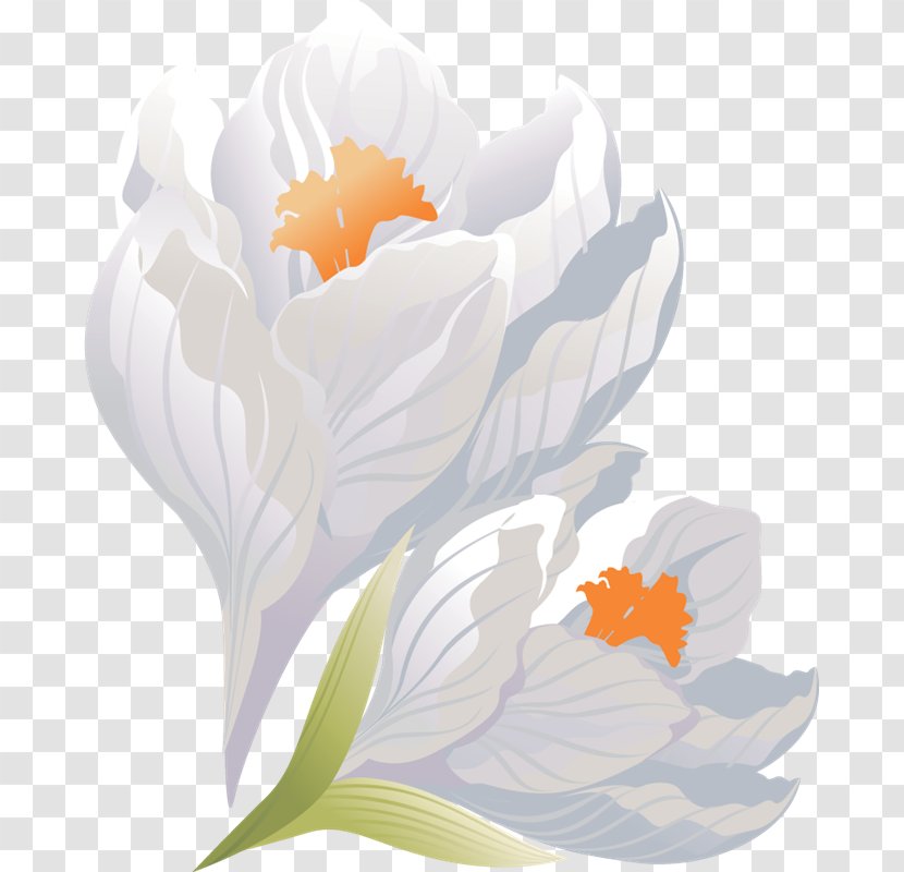 Crocus Flower Floral Design Petal Clip Art - VK Transparent PNG