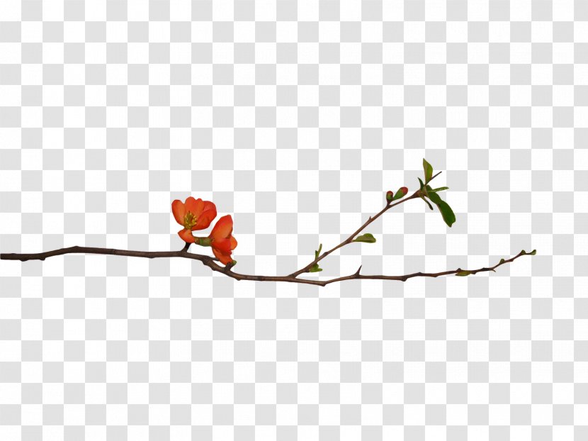 Flower Blog Clip Art - Twig - Shuangbing Transparent PNG