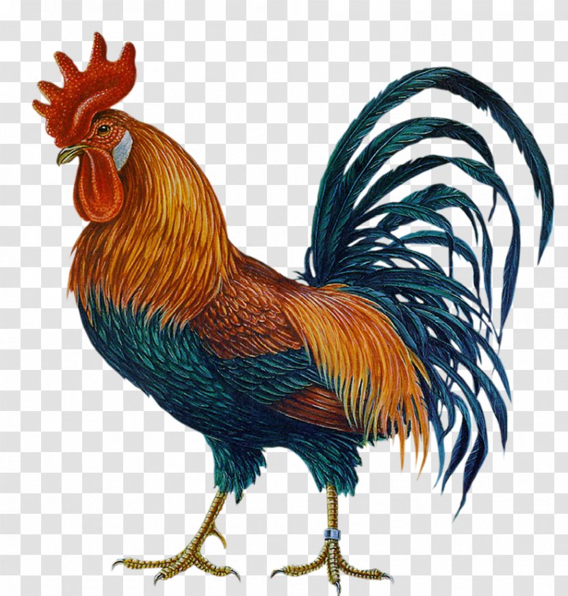 Chicken Rooster Clip Art Hahn/Cock - Bird Transparent PNG
