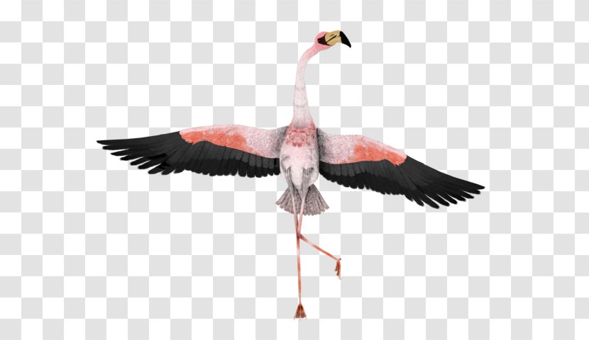 Water Bird Greater Flamingo Beak Clip Art Transparent PNG