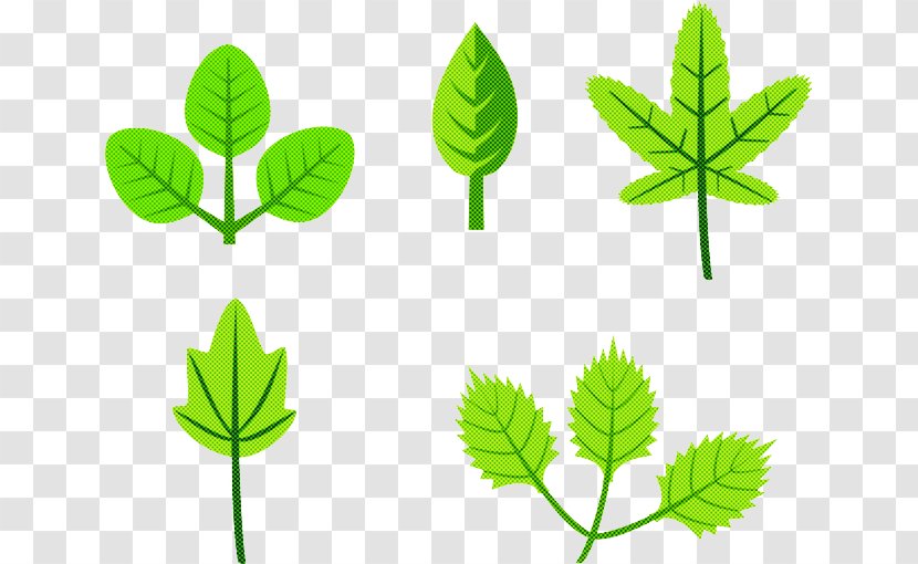 Leaf Herbal Green Plant Flower - Flowering - Stem Transparent PNG