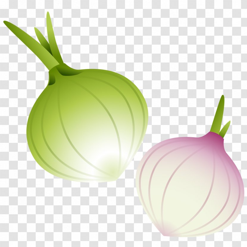 Red Onion Vegetable - Garnish - Hand-painted Transparent PNG