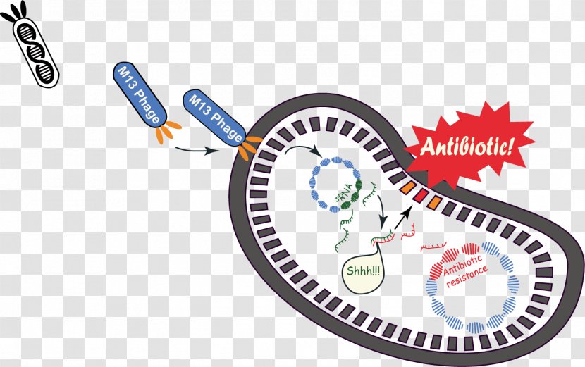 Phagemid M13 Bacteriophage Plasmid International Genetically Engineered Machine - Brand - Drug Resistance Transparent PNG