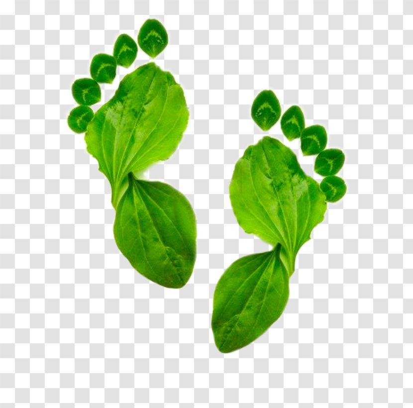 Ecological Footprint Image Carbon Natural Environment - Ecology Transparent PNG