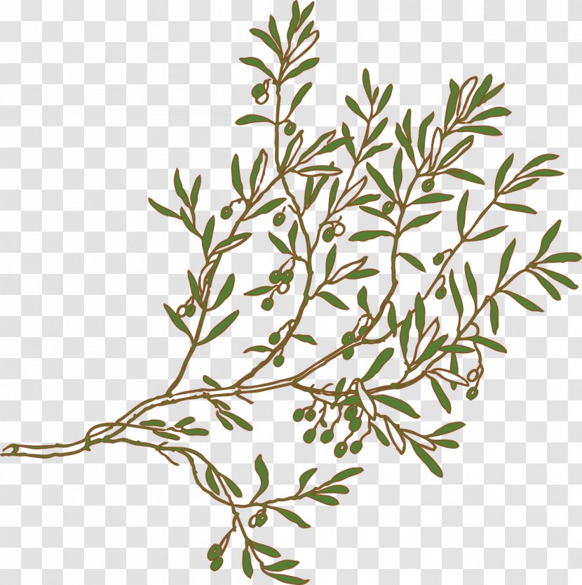 Olive Branch Clip Art - American Larch - Ruth Frame Transparent PNG