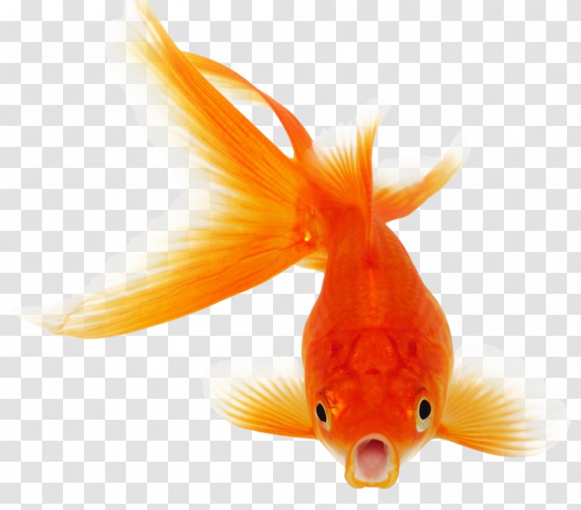 Koi Goldfish Clip Art - Tail - Fish Transparent PNG