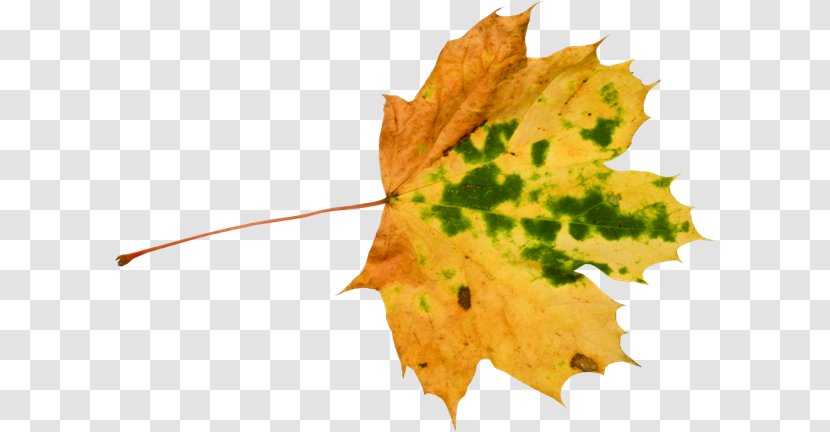 Photography Autumn Maple Leaf Albom Flower Bouquet Transparent PNG