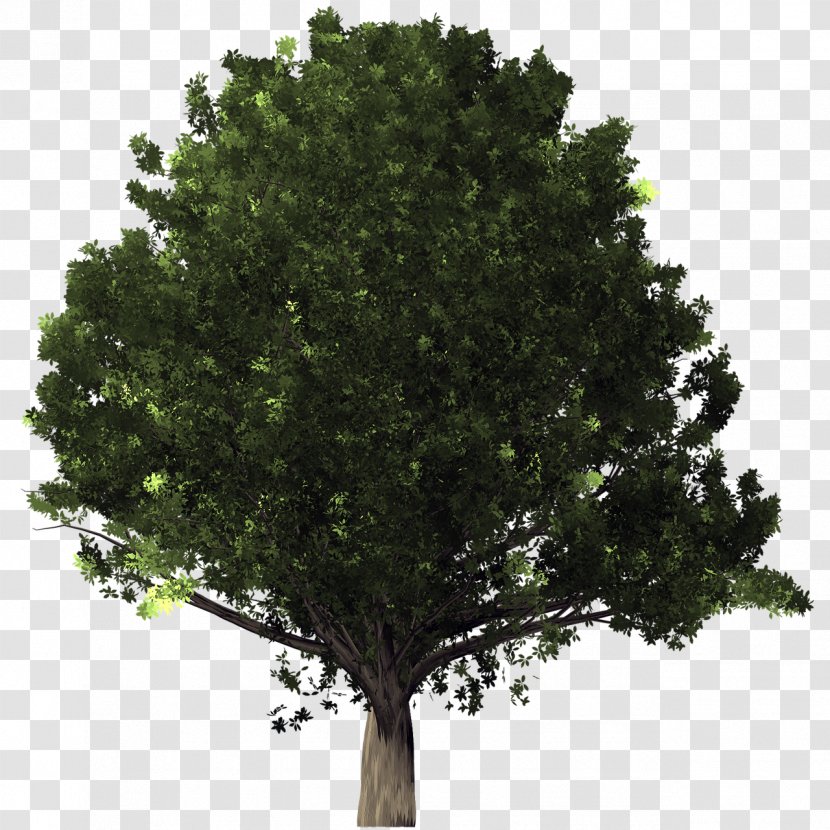 Desktop Wallpaper Tree Clip Art - Branch - Arboles Transparent PNG