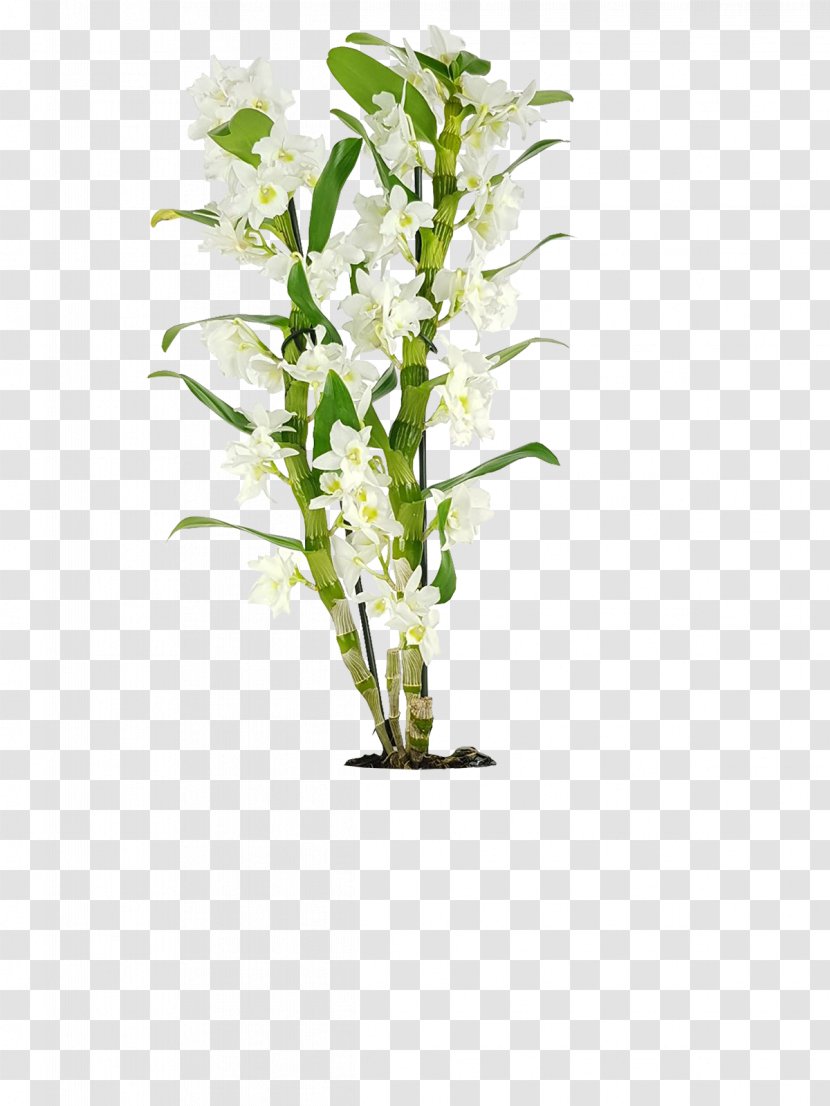 Floral Design Dendrobium Plants Orchids Flower - Municipality Of Turin - 0099 Transparent PNG