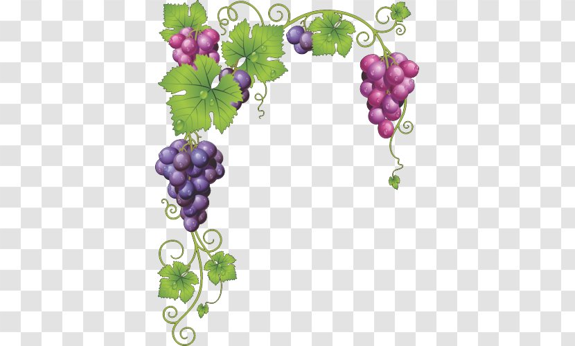 Common Grape Vine Wine Leaves - Fruit Transparent PNG