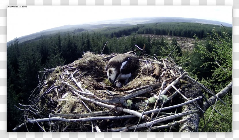 Bird Nest Of Prey Ecosystem NEST+m - Tree Transparent PNG