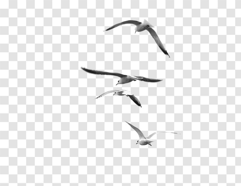 Nature Photography Black And White Bird - Monochrome - Flock Of Birds Transparent PNG