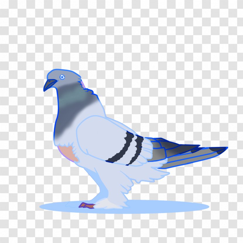 Bird Columbidae Domestic Pigeon Cobalt Blue Beak Transparent PNG