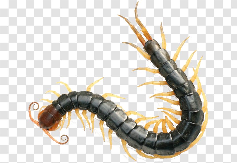 Scolopendra Gigantea Chinese Red-headed Centipede Centipedes Insect Venom - Frame Transparent PNG