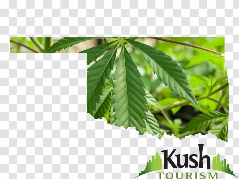 Cannabis In Oklahoma Medical Kush - Leaf Transparent PNG