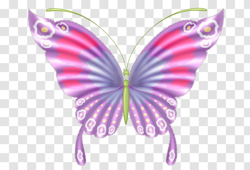 Butterfly Insect Color Clip Art - Idea Transparent PNG