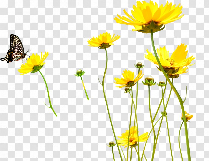 Yellow Flower Cdr Clip Art - Photography Transparent PNG