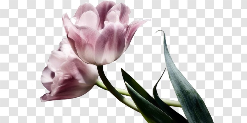 Flower Tulip - Floristry - Floral Background Material Transparent PNG