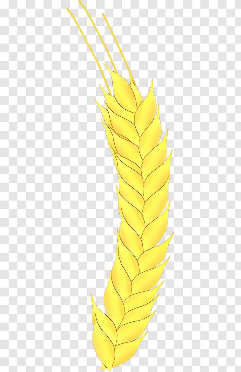Feather - Quill - Corn Wheat Transparent PNG